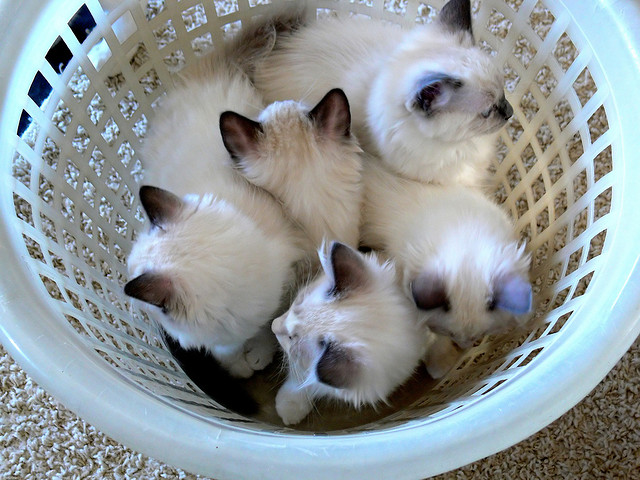 Basket of kittens